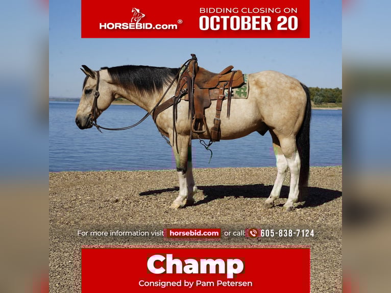 American Paint Horse Hongre 12 Ans 155 cm Pinto in Corsica