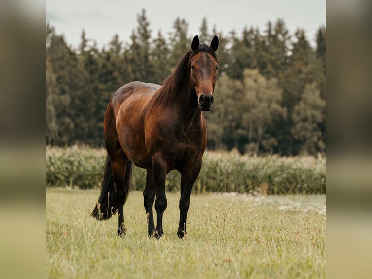 American Paint Horse Hongre 12 Ans 156 cm Bai in Selb