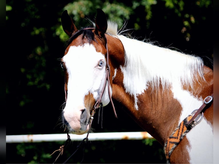 American Paint Horse Hongre 12 Ans 163 cm Tobiano-toutes couleurs in Grapeland TX