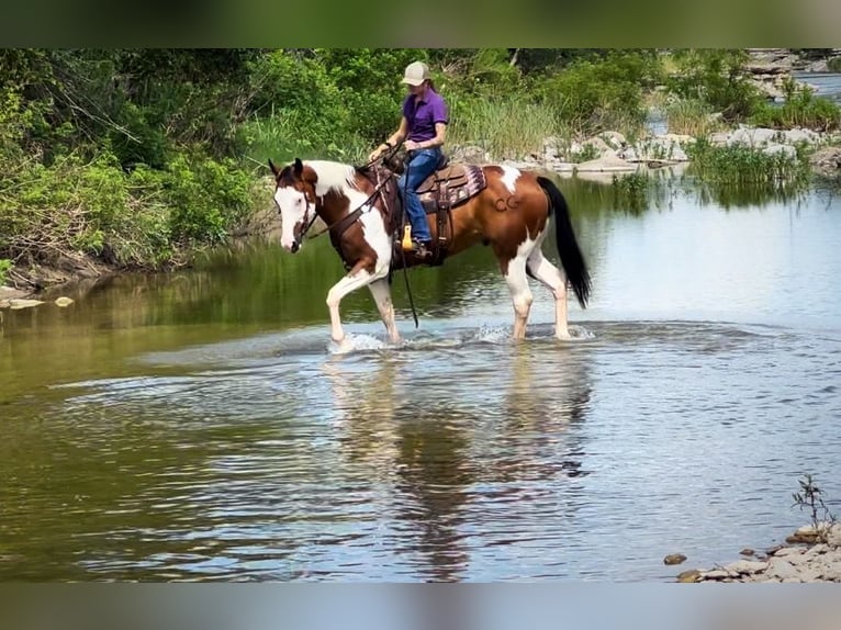 American Paint Horse Hongre 12 Ans 163 cm Tobiano-toutes couleurs in Grapeland TX