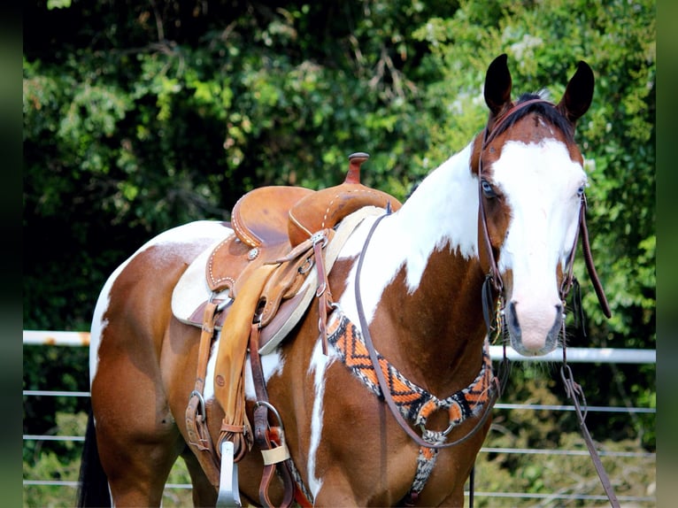 American Paint Horse Hongre 12 Ans 163 cm Tobiano-toutes couleurs in Grapeland TX