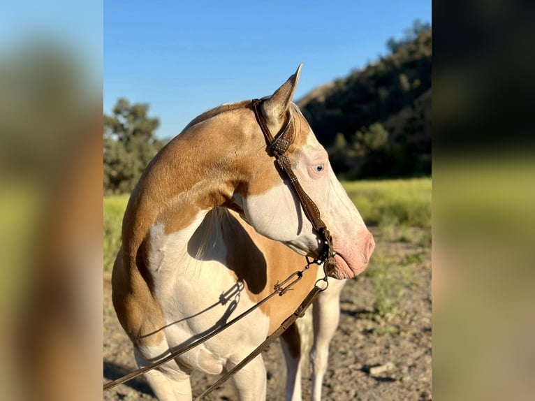 American Paint Horse Hongre 12 Ans Palomino in PAICINES, CA