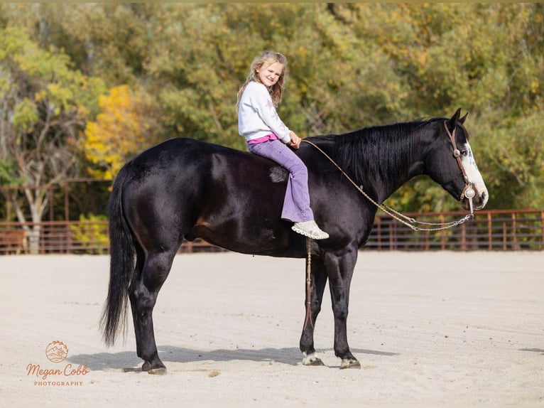 American Paint Horse Hongre 13 Ans 145 cm Noir in Caldwell