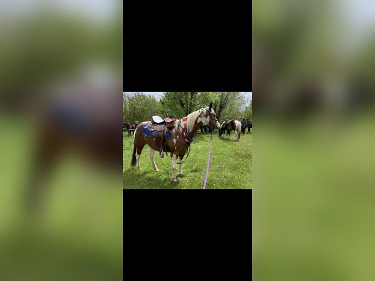 American Paint Horse Hongre 13 Ans 150 cm Tovero-toutes couleurs in Simmerath