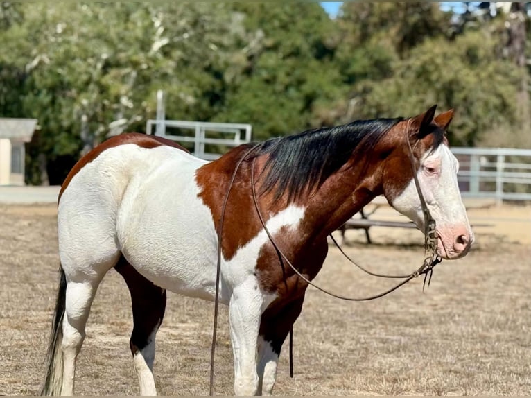 American Paint Horse Hongre 13 Ans 152 cm Overo-toutes couleurs in King City