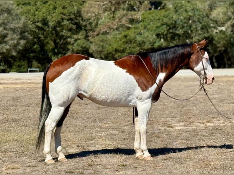 American Paint Horse Hongre 13 Ans 152 cm Overo-toutes couleurs in King City