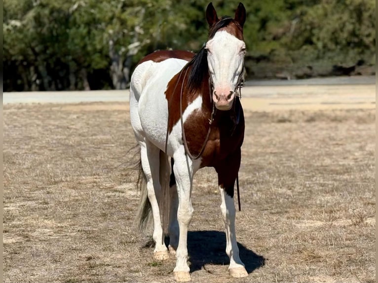 American Paint Horse Hongre 13 Ans 152 cm Overo-toutes couleurs in King City