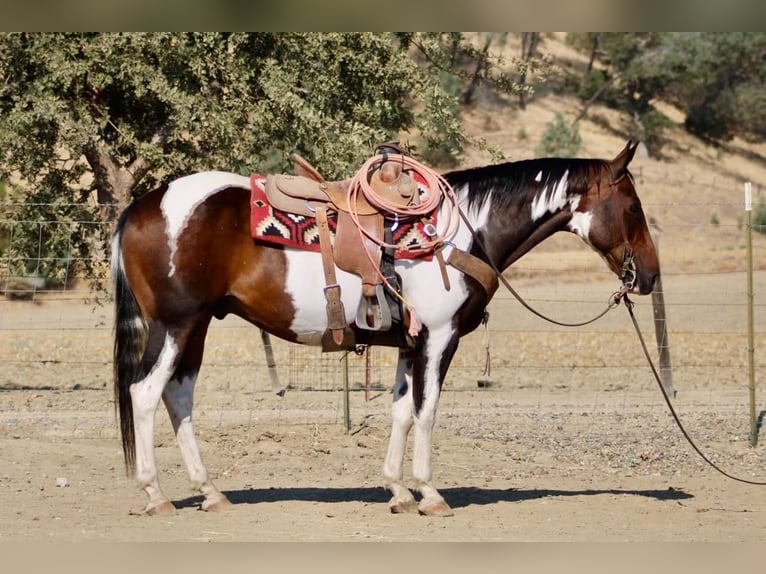 American Paint Horse Hongre 13 Ans 152 cm Tobiano-toutes couleurs in Tres Pinos