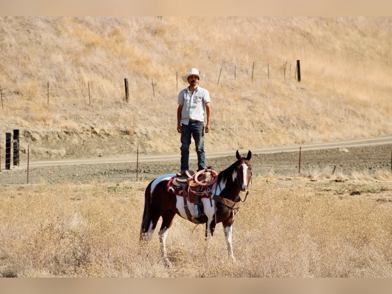 American Paint Horse Hongre 13 Ans 152 cm Tobiano-toutes couleurs in Tres Pinos
