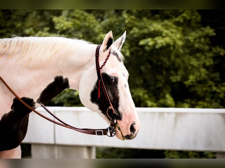 American Paint Horse Hongre 13 Ans 152 cm Tobiano-toutes couleurs in Mt Hope Al