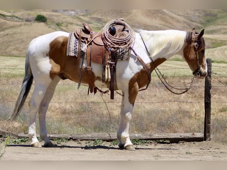 American Paint Horse Hongre 13 Ans 155 cm Buckskin in Paicines CA