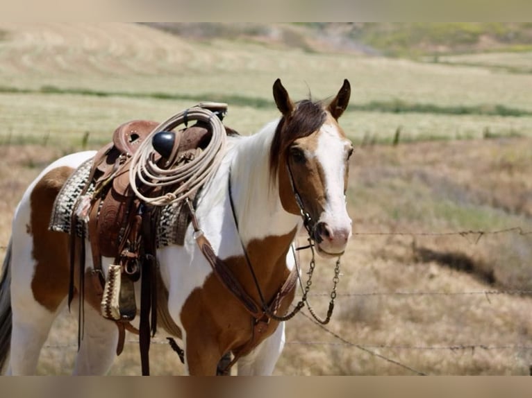 American Paint Horse Hongre 13 Ans 155 cm Buckskin in Paicines CA