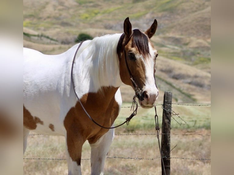 American Paint Horse Hongre 13 Ans 155 cm Buckskin in Paicines CA