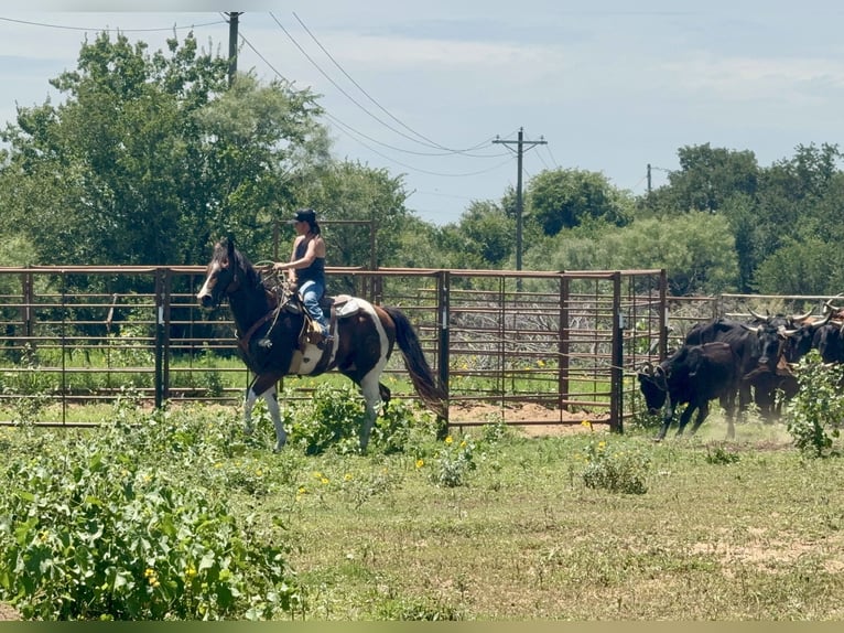 American Paint Horse Hongre 13 Ans 155 cm Pinto in Stephenville