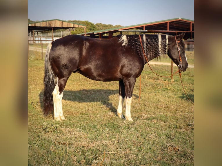American Paint Horse Hongre 13 Ans 160 cm Tobiano-toutes couleurs in Keene TX