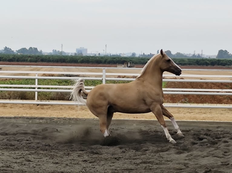 American Paint Horse Hongre 13 Ans 161 cm Palomino in Sevilla
