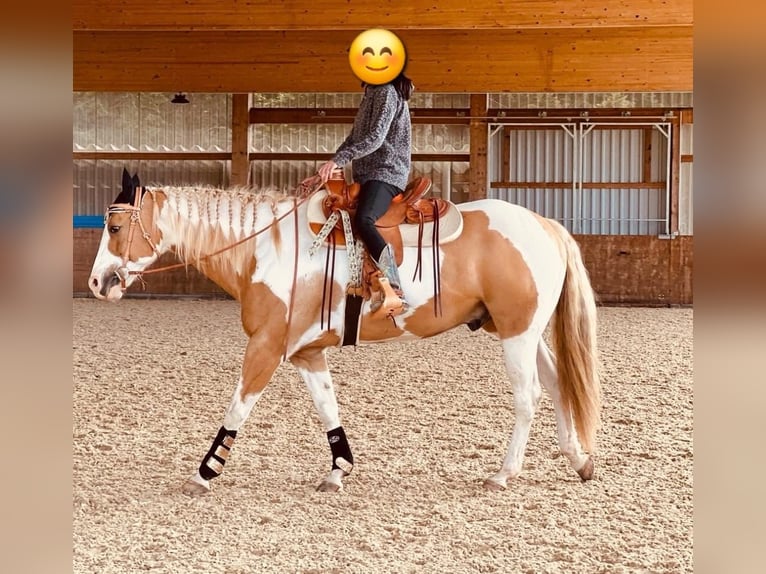 American Paint Horse Hongre 13 Ans 162 cm Pinto in Steinen