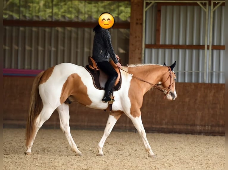 American Paint Horse Hongre 13 Ans 162 cm Pinto in Steinen