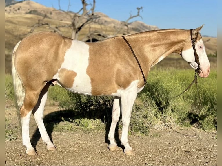 American Paint Horse Hongre 13 Ans Palomino in PAICINES, CA