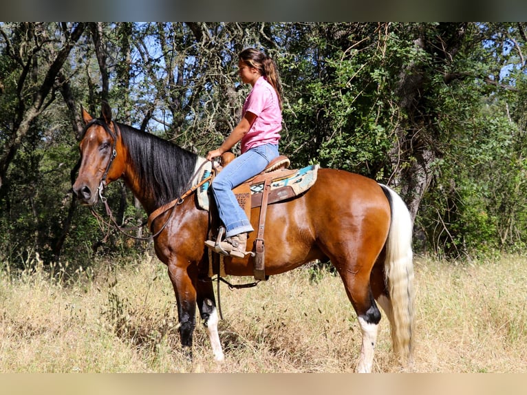 American Paint Horse Hongre 13 Ans Tobiano-toutes couleurs in Pleasant Grove CA