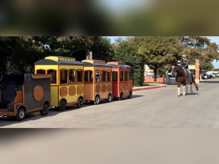 American Paint Horse Hongre 14 Ans 145 cm Roan-Bay in Weatherford TX
