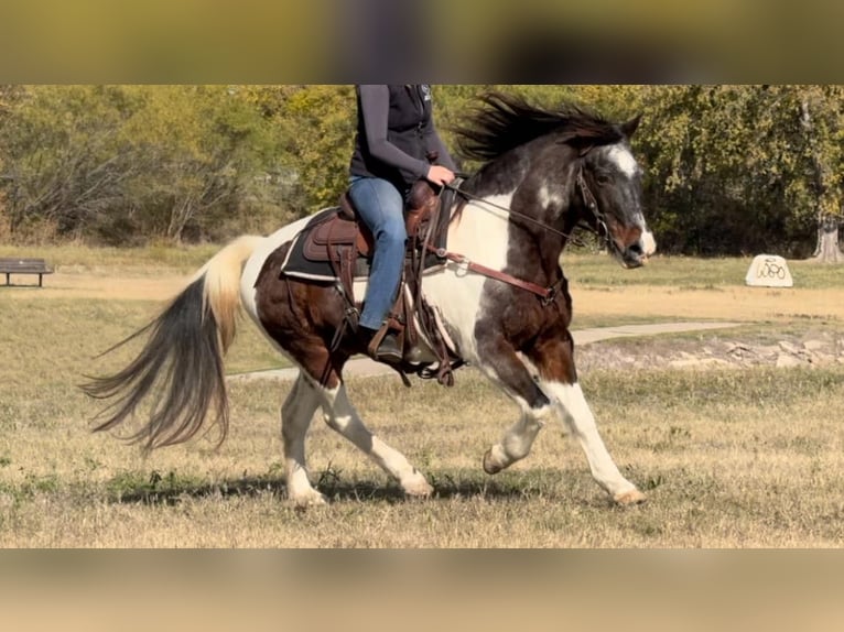 American Paint Horse Hongre 14 Ans 145 cm Roan-Bay in Weatherford TX