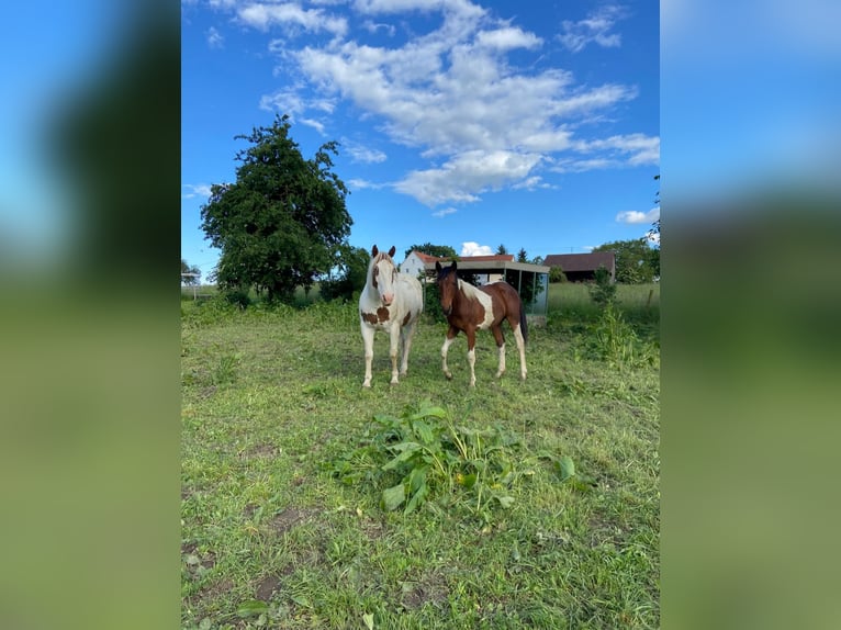 American Paint Horse Croisé Hongre 14 Ans 149 cm Pinto in Mengen