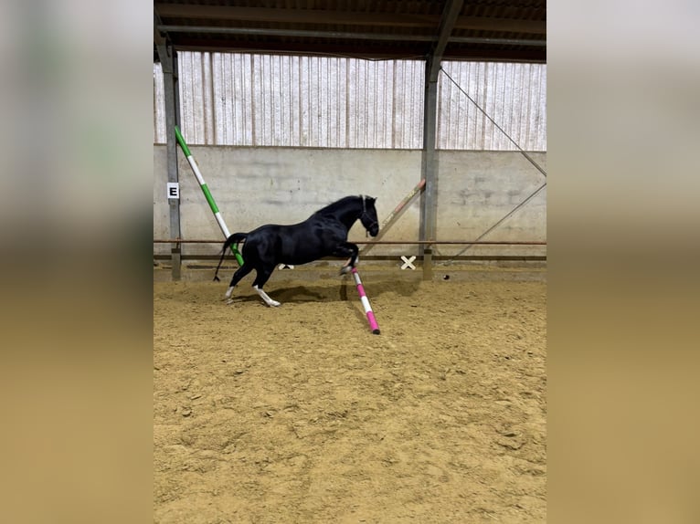 American Paint Horse Hongre 14 Ans 150 cm Noir in Iserlohn