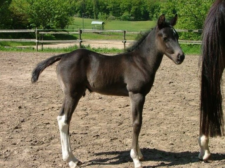 American Paint Horse Hongre 14 Ans 150 cm Noir in Iserlohn
