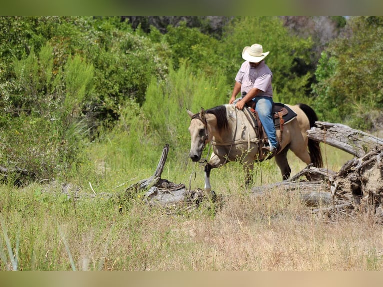 American Paint Horse Hongre 14 Ans 152 cm Buckskin in Stephenville TX
