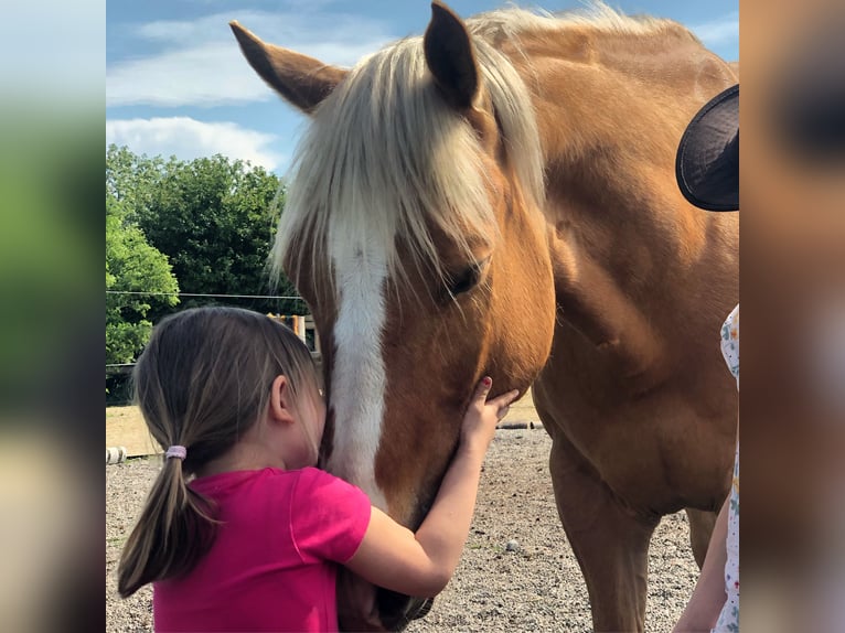 American Paint Horse Hongre 14 Ans 152 cm Palomino in Puchheim