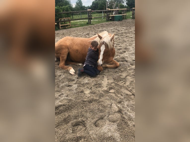 American Paint Horse Hongre 14 Ans 152 cm Palomino in Puchheim