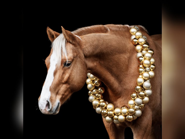American Paint Horse Hongre 14 Ans 152 cm Palomino in Puchheim