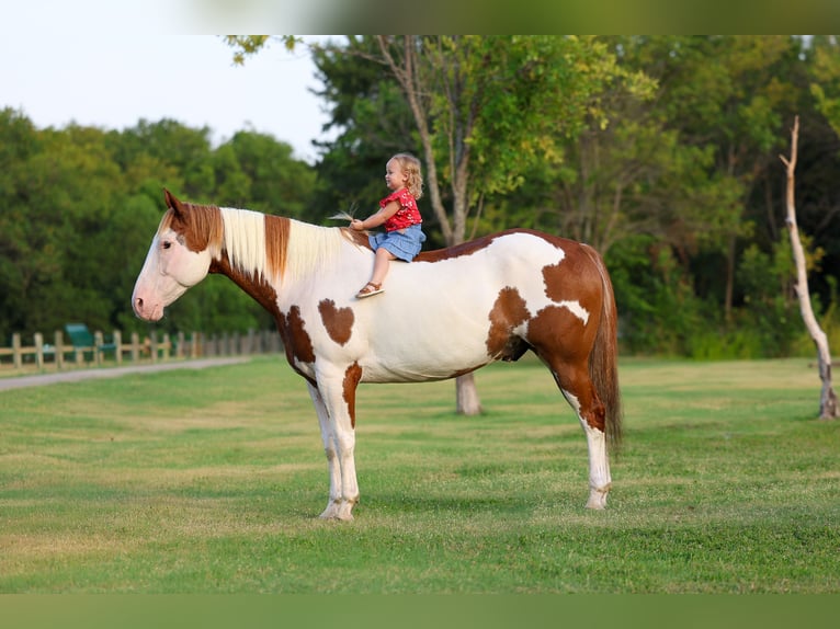 American Paint Horse Hongre 14 Ans 152 cm Pinto in Terrell