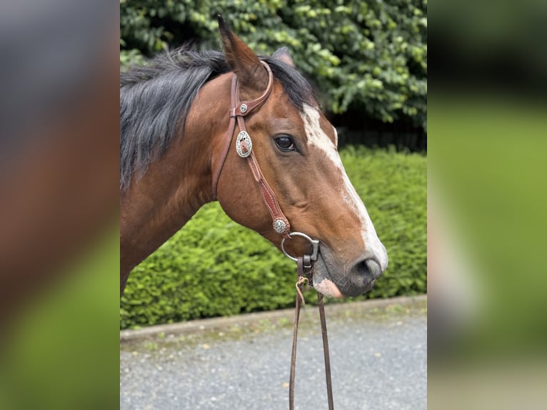 American Paint Horse Hongre 14 Ans 152 cm Tobiano-toutes couleurs in Hennef
