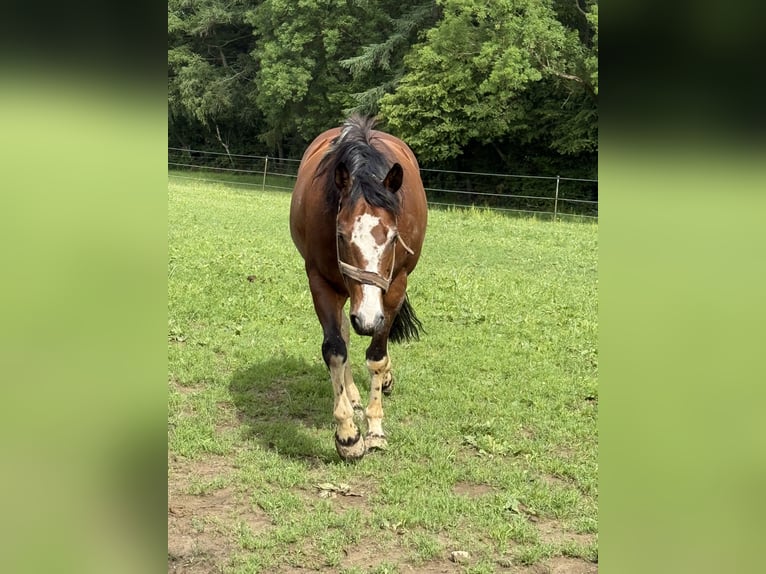 American Paint Horse Hongre 14 Ans 152 cm Tobiano-toutes couleurs in Hennef