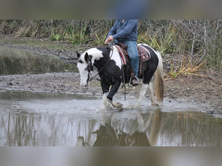 American Paint Horse Hongre 14 Ans 157 cm Pinto in Hamilton