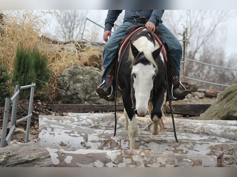 American Paint Horse Hongre 14 Ans 157 cm Pinto in Hamilton