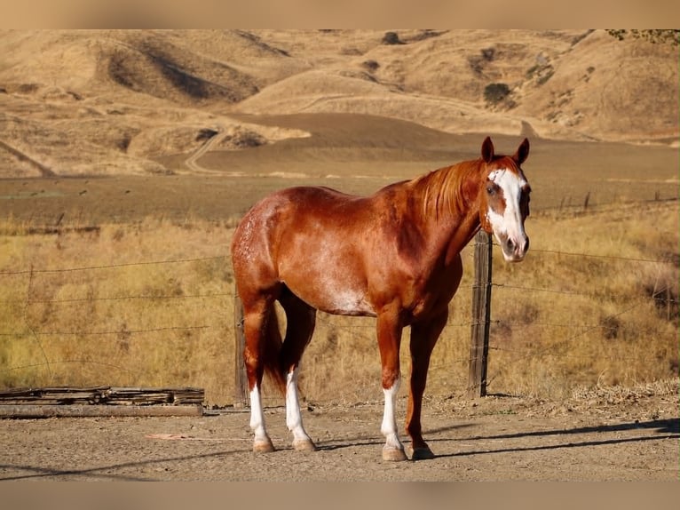 American Paint Horse Hongre 14 Ans 163 cm Rabicano in King City