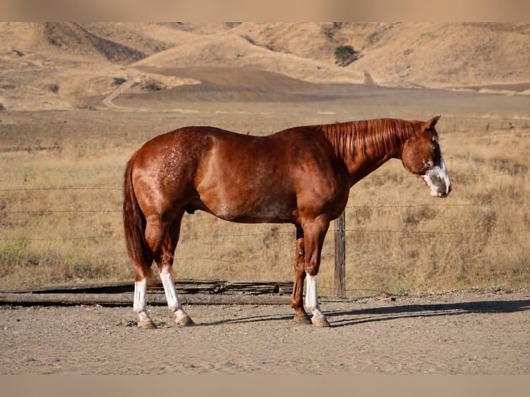 American Paint Horse Hongre 14 Ans 163 cm Rabicano in King City