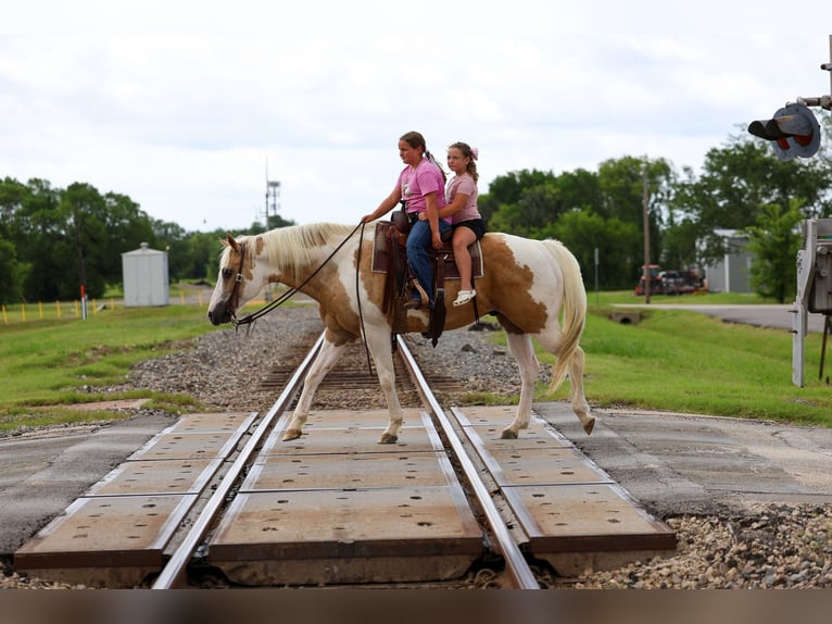 American Paint Horse Hongre 14 Ans Pinto in Forney