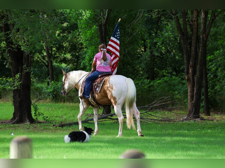 American Paint Horse Hongre 14 Ans Pinto in Forney
