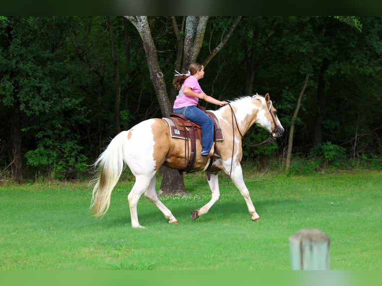 American Paint Horse Hongre 14 Ans Pinto in Forney