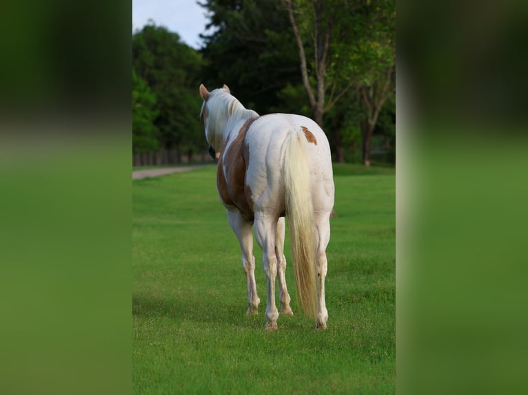 American Paint Horse Hongre 14 Ans Pinto in Forney