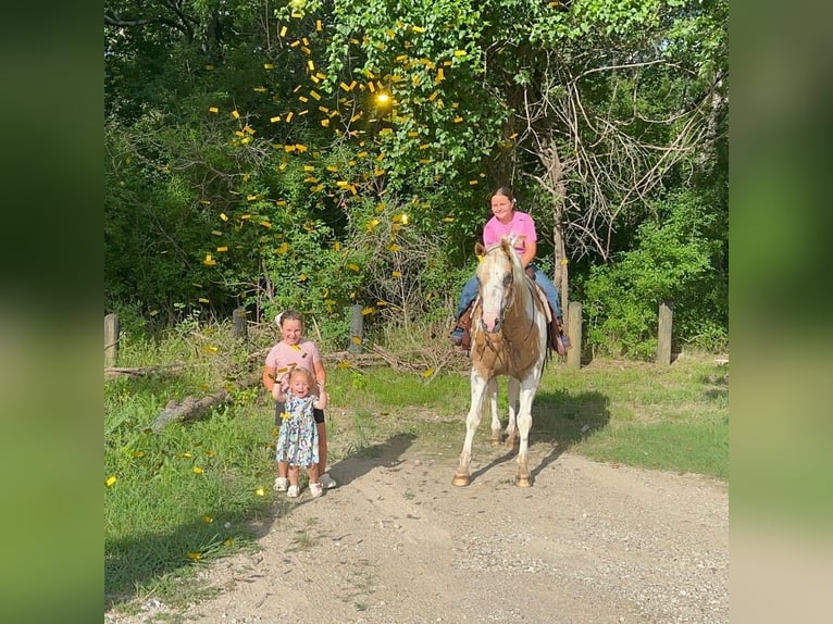 American Paint Horse Hongre 14 Ans Pinto in Forney