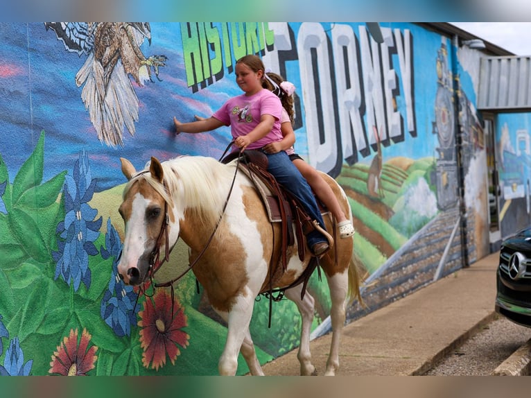 American Paint Horse Hongre 14 Ans Pinto in Forney
