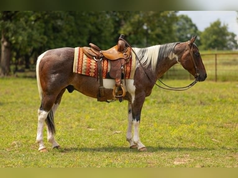 American Paint Horse Hongre 15 Ans 147 cm Tobiano-toutes couleurs in Quitman AR