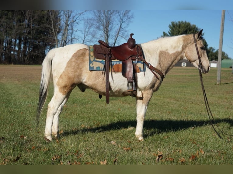 American Paint Horse Hongre 15 Ans 150 cm Buckskin in Rineyville Ky