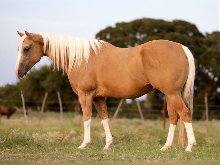 American Paint Horse Hongre 15 Ans 150 cm Palomino in Cisco, TX