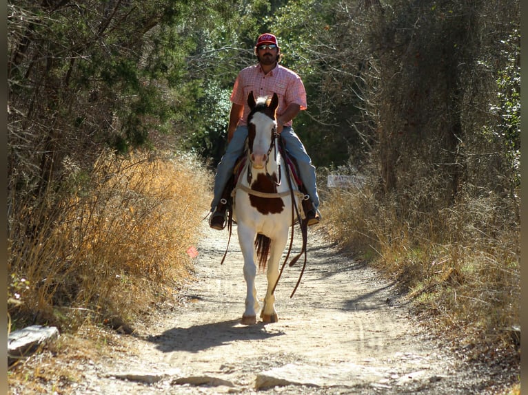 American Paint Horse Hongre 15 Ans 152 cm Pinto in Whitesboro